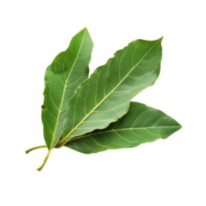 Daun Salam (Per Ikat)